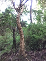 Lithraea caustica