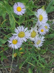 Erigeron subtrinervis