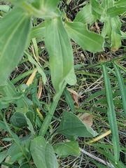Erigeron subtrinervis