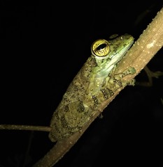 Itapotihyla langsdorffii