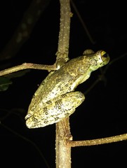 Itapotihyla langsdorffii