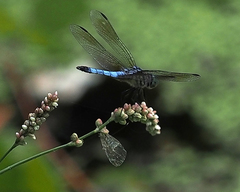 Pachydiplax longipennis