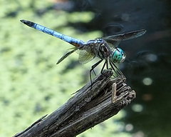 Pachydiplax longipennis