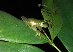 Vitreorana uranoscopa