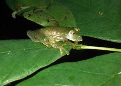 Vitreorana uranoscopa