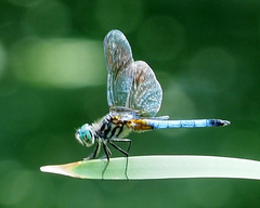 Pachydiplax longipennis