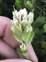 Castilleja parviflora albida