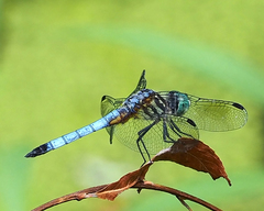 Pachydiplax longipennis