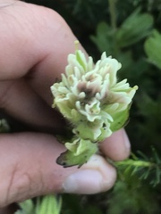 Castilleja parviflora albida