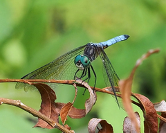 Pachydiplax longipennis