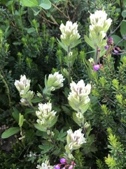Castilleja parviflora albida