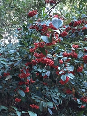 Cotoneaster coriaceus