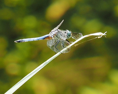 Pachydiplax longipennis