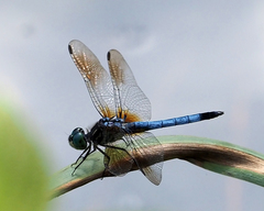 Pachydiplax longipennis