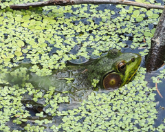 Lithobates clamitans