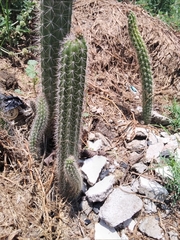 Nyctocereus