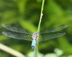 Pachydiplax longipennis