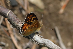 Phyciodes orseis