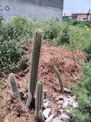 Nyctocereus