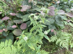 Pycnanthemum verticillatum