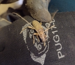 Eburia mutica