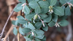 Symphoricarpos rotundifolius parishii