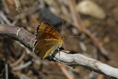 Phyciodes orseis