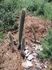 Nyctocereus
