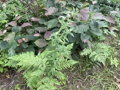 Pycnanthemum verticillatum