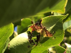Conogethes haemactalis