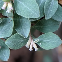 Symphoricarpos rotundifolius parishii