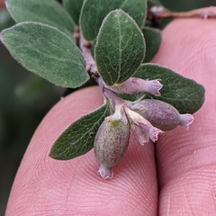 Symphoricarpos rotundifolius parishii