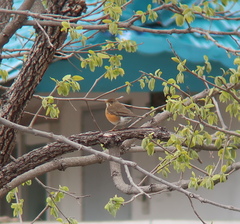 Turdus chrysolaus