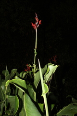 Canna tuerckheimii