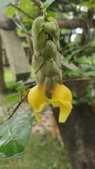 Gmelina philippensis