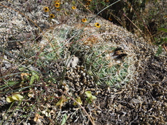 Coryphantha retusa