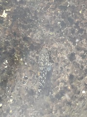 Bathygobius cocosensis