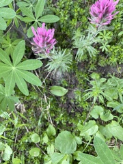 Castilleja parviflora olympica