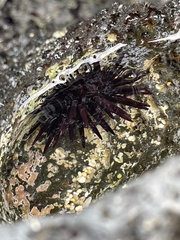 Echinometra oblonga image