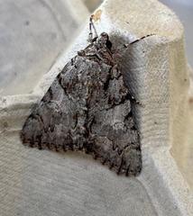 Catocala verrilliana