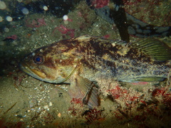 Grass Rockfish photo 3