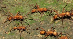 Eciton hamatum