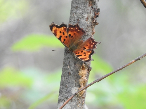 Polygonia faunus image