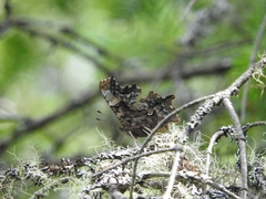 Polygonia faunus image