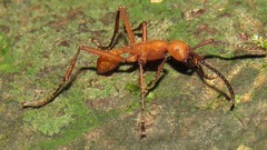 Eciton hamatum