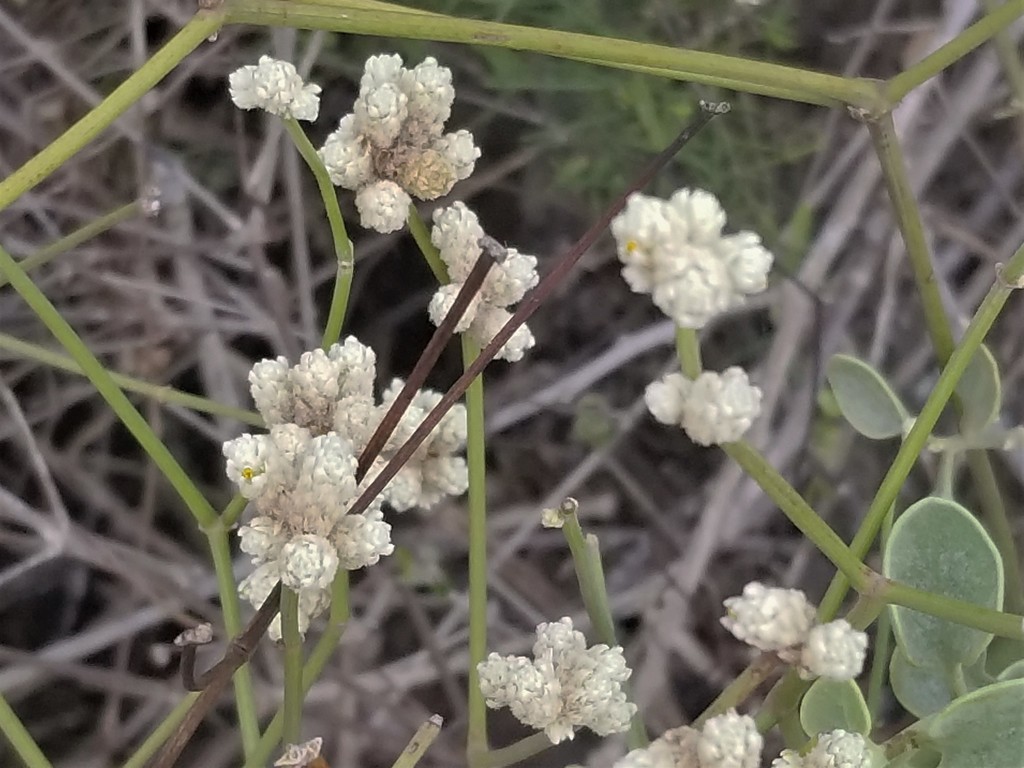 threadleaf chaff flower