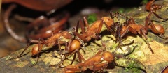 Eciton hamatum