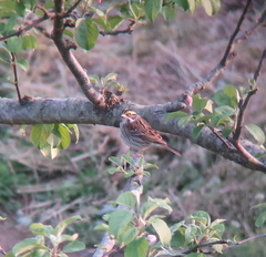 Emberiza chrysophrys