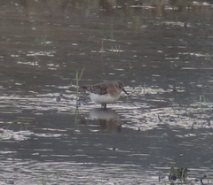 Calidris temminckii