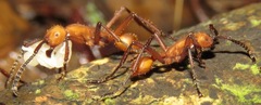 Eciton hamatum